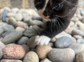 3 striking mixed breed kittens