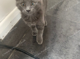 8 week old girl kitten for sale