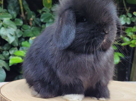 Mini lop bunnies