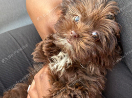 Cockapoo x Shitzu