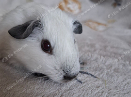 Baby Guinea Pigs