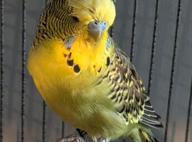 Hand tamed budgie