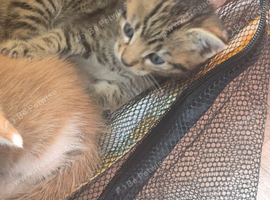 3 tabby kittens looking for their forever home