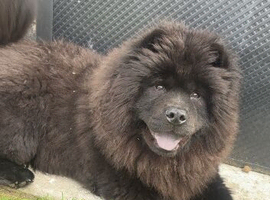 Female chow chow