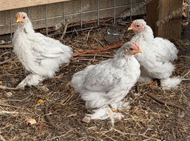Lavender Pekin Bantam cockerels