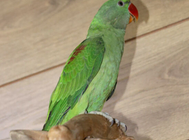 Baby Alexanderine Talking Parrot, 23