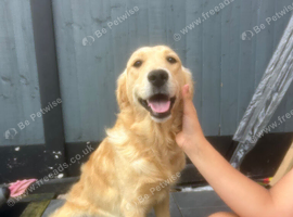 Golden retriever girl