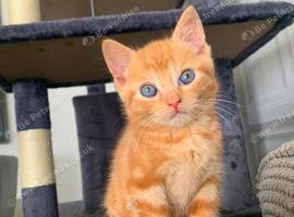 1 GINGER KITTEN AVAILABLE !!!