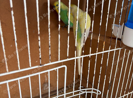 Rainbow budgies