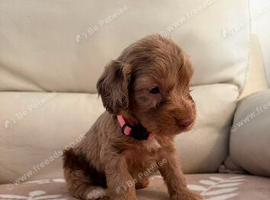Beautiful cockapoo puppies