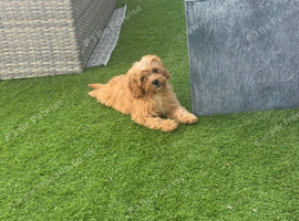 1 male F1 Cavapoos fully vaccinated