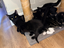 10 mixed gorgeous kittens