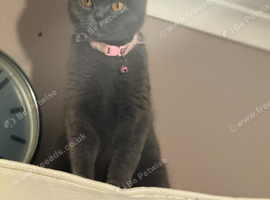 British Shorthair Kitten.