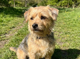 Looking for a new family member