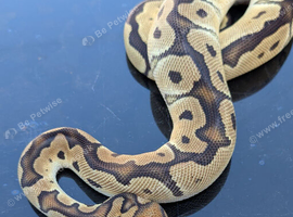Orange dream clown