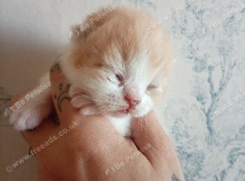 GCCF Registered British Shorthair Kittens