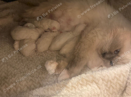 Beautiful Ragdoll kittens