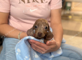 Miniature dachshund