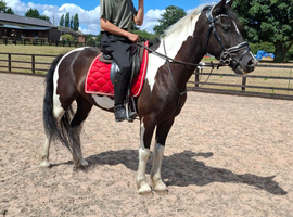 4 year old 14.3hh gelding