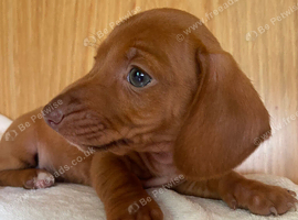 Miniature dachshund