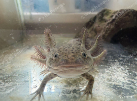 6 month old light wild axolotl