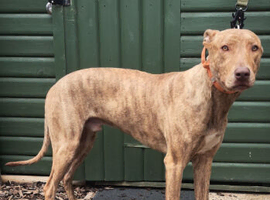 bull greyhound 11months old