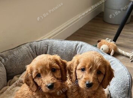 Cockapoo puppies
