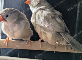 Black breasted fawn split orange breasted hens