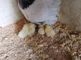Light Sussex bantum hen and chicks