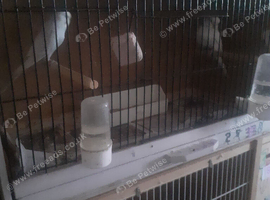 Breeding pairs of budgies  in Breeding  cages