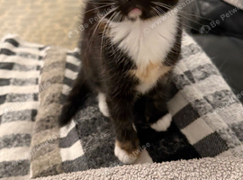Calico