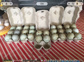 Fertile Hatching Cayuga Eggs Available