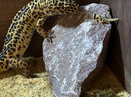 Large female leopard gecko