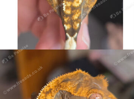 Baby crested geckos for sale