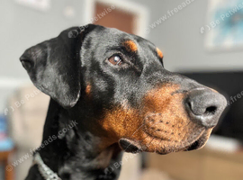 Dobermann
