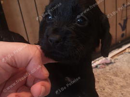 Cocker spaniel pups