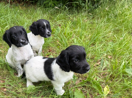 KC Registered English Springer Spaniels