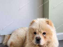 Chow chow for rehoming