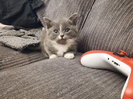 Beautiful cross kittens