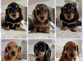 BEAUTIFUL KC REG AND PRA CLEAR MINIS