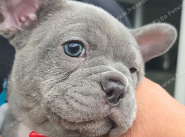 Beautiful French Bulldog puppies
