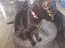 2 Black kittens