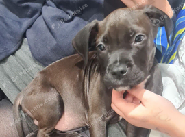 Mixed breed boy dog
