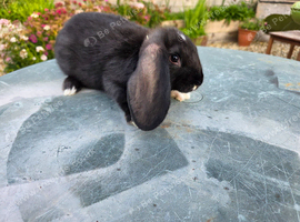 French Lop x Continental Giant Rabbits male and female