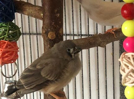 ZEBRA FINCH MALE