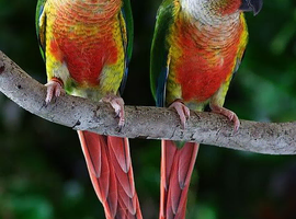 2 x 2025 yellow sided conure cock/male birds