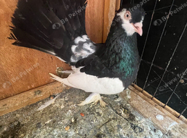 Hi nice and healthy and good quality pigeon