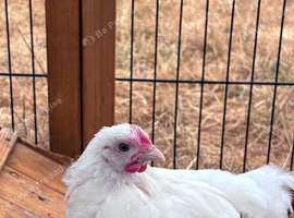 Pekin Cockerel