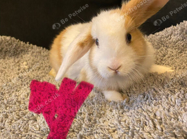 Baby Rabbits