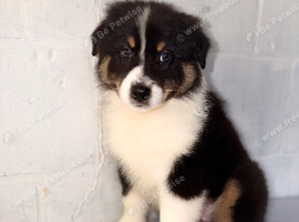 Australian Shepherd Puppies